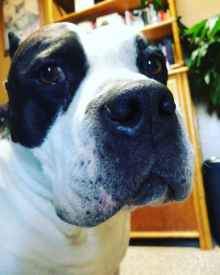 American Bully making a funny face