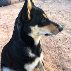 Carolina Dog puppy listening