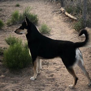 Carolina Dog puppy ten months