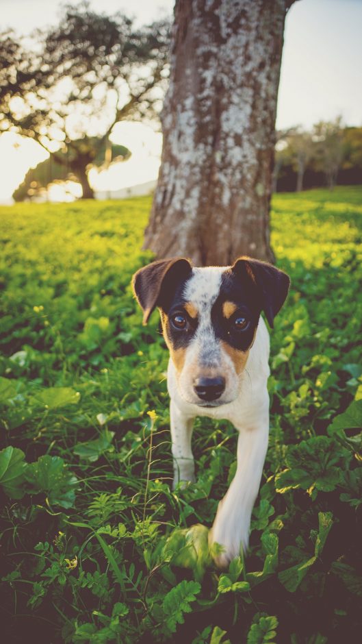 Pest-free dogs