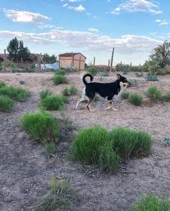 Carolina Dog puppy with a big stick