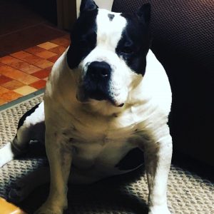 American Bully posing