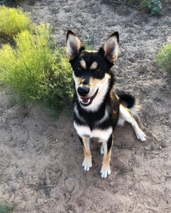 Carolina Dog puppy posing