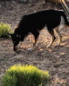CD puppy sniffing