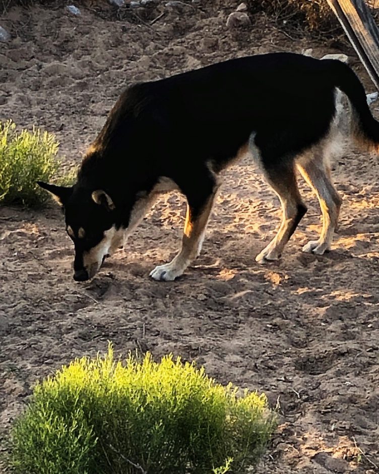 CD puppy sniffing