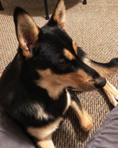 CD Puppy chilling