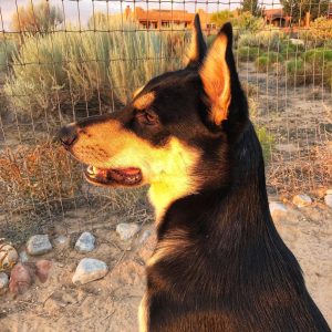 Puppy watching wildlife
