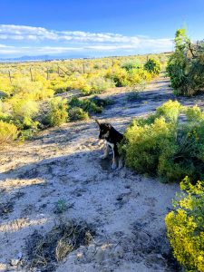 desert yard with Carolina Dog puppy