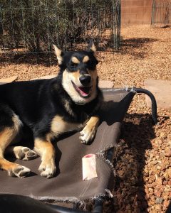 Carolina Dog puppy on cot with raw bone