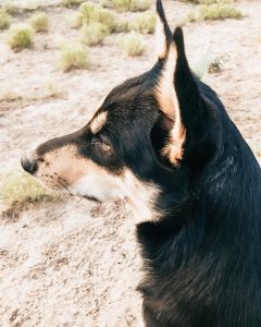 Carolina Dog Ezra