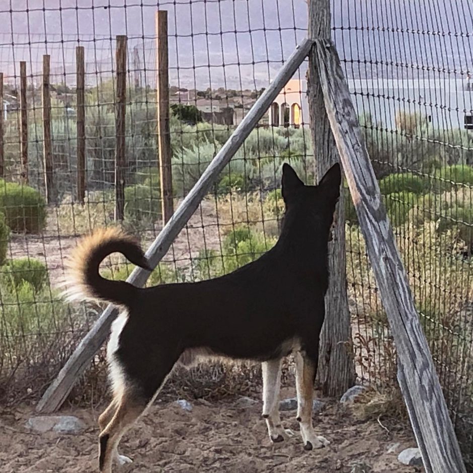 Carolina Dog at fence 