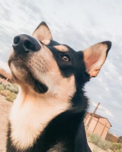 Carolina Dog puppy