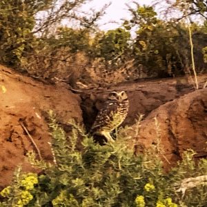 Burrowing desert owl