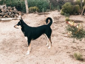 Carolina Dog standing focused