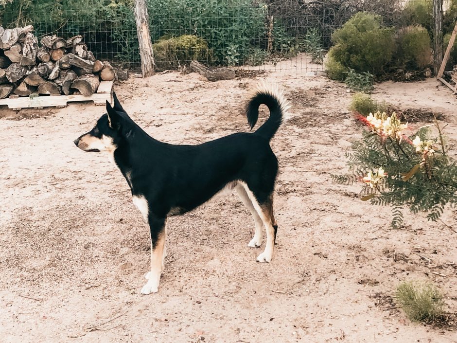 Carolina Dog standing focused