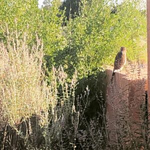 NM Hawk