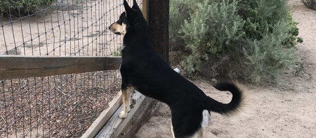 Carolina Dog at gate