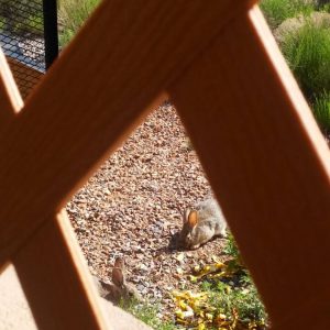 wild desert rabbits