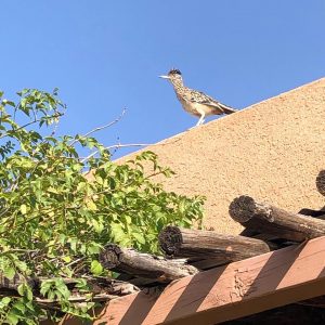 NM Roadrunner