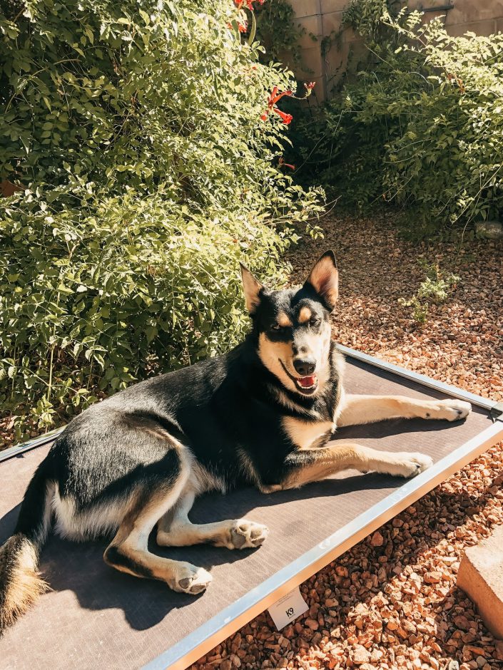 Sunbathing Carolina Dog
