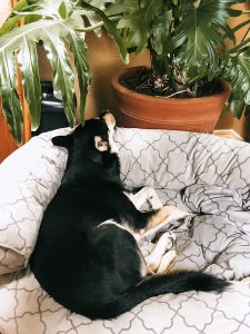 Tired Carolina Dog