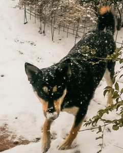 Carolina Dog in the snow