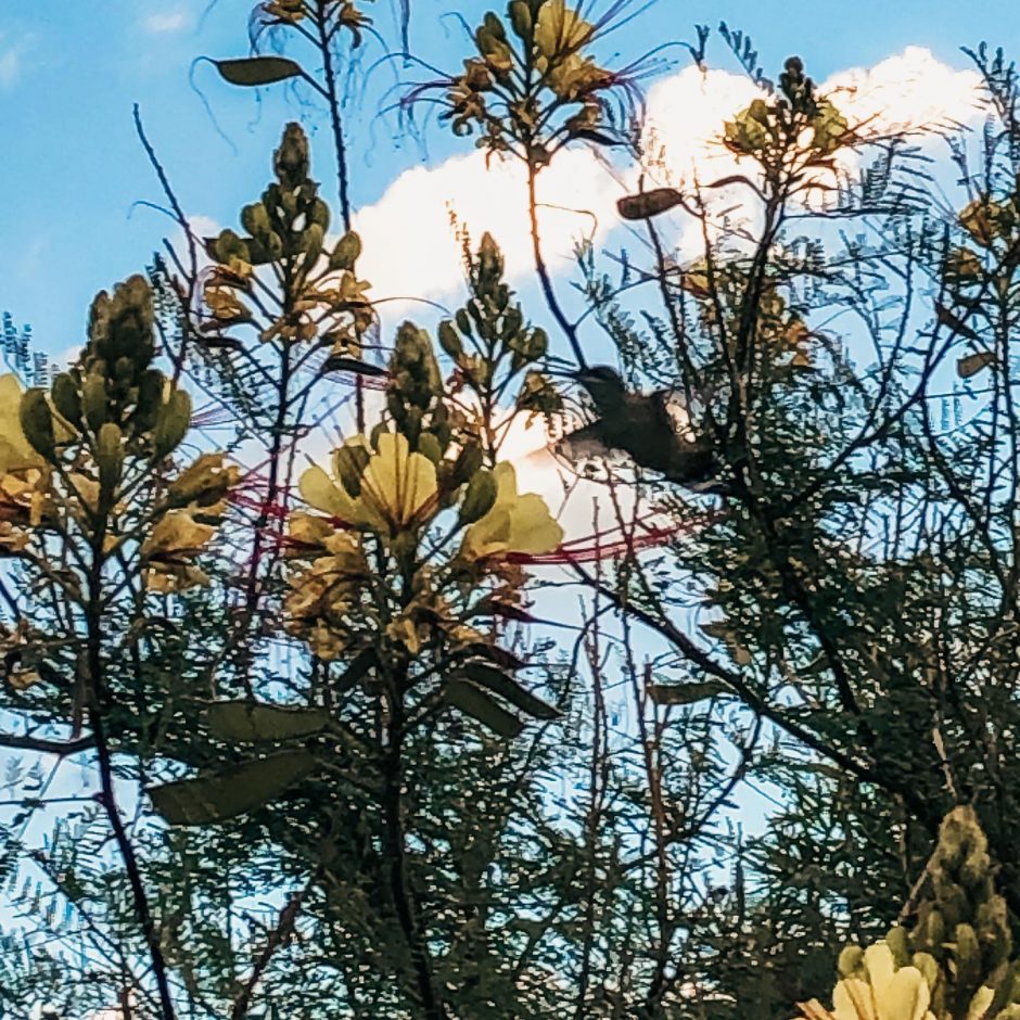 Hummingbird