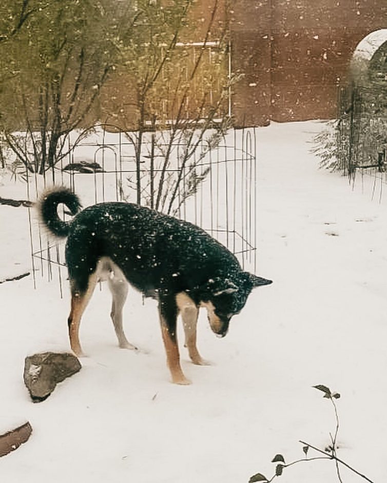 Carolina Dog in the snow
