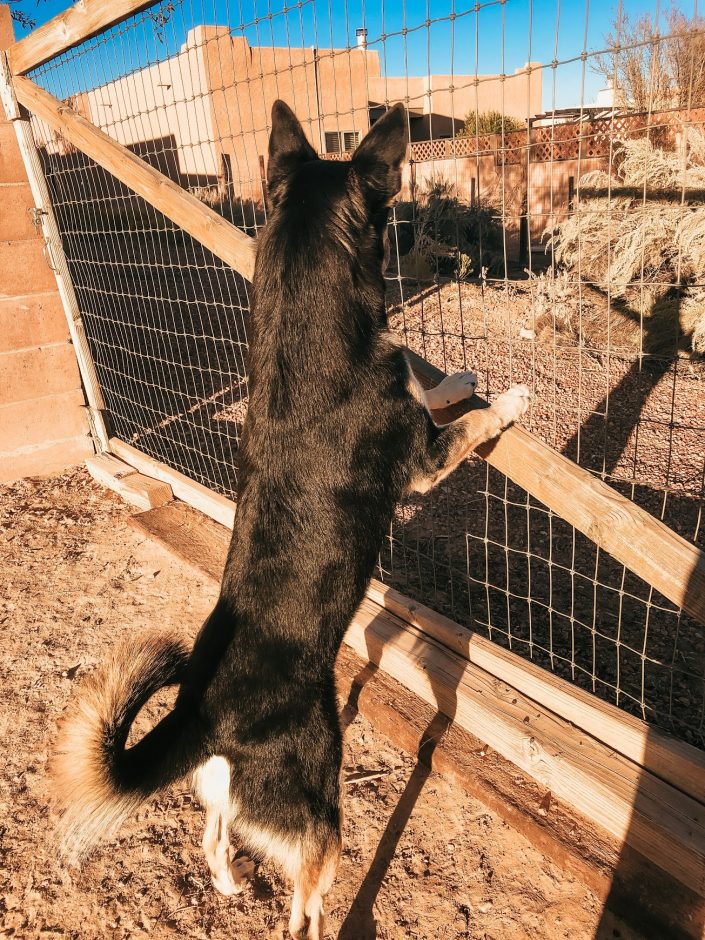 Carolina Dog on alert
