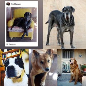 My Dogs