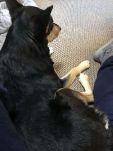 Bonding with my Carolina Dog