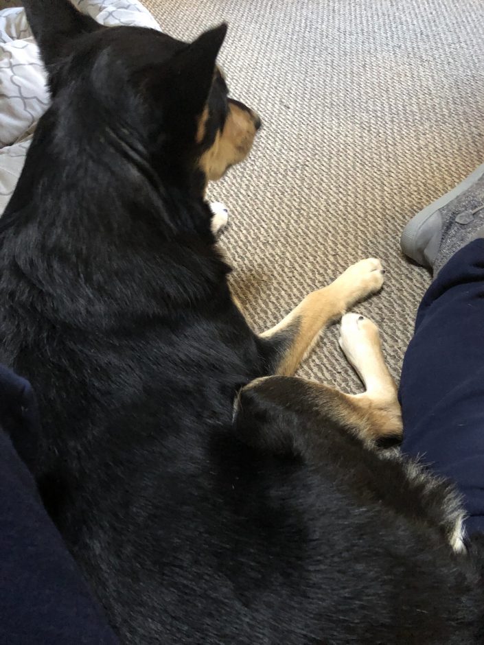 Bonding with my Carolina Dog