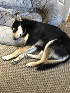 Sleepy puppy