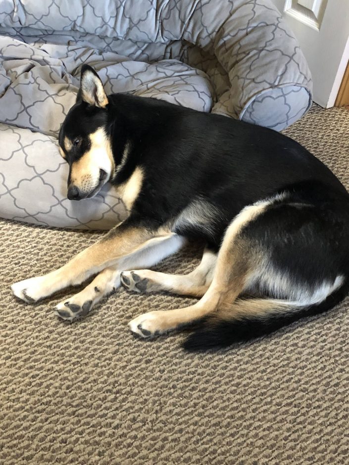 Sleepy puppy