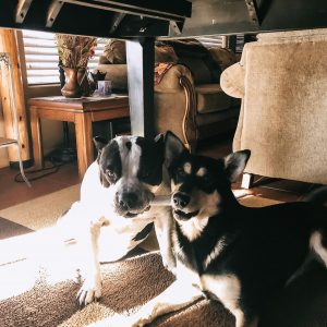 Dogs sharing a bone