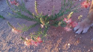 Desert flower and dog paw