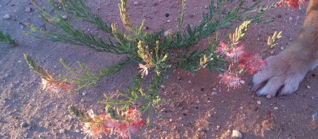 Desert flower and dog paw