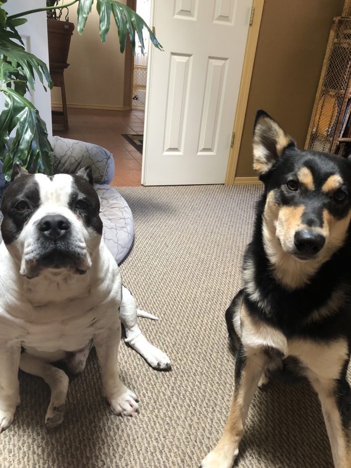 American Bully and Carolina Dog