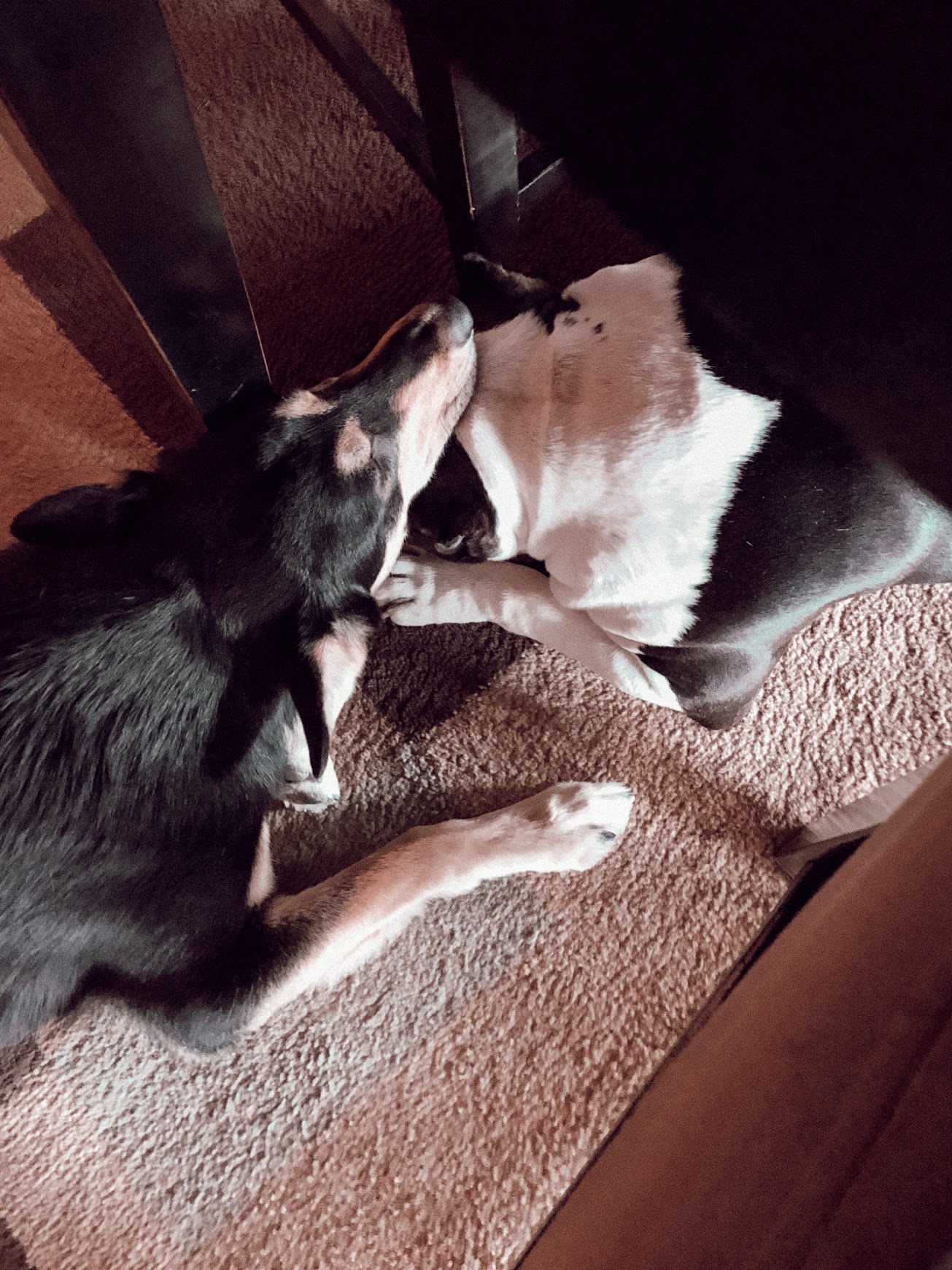 Does God Heal Pets?
