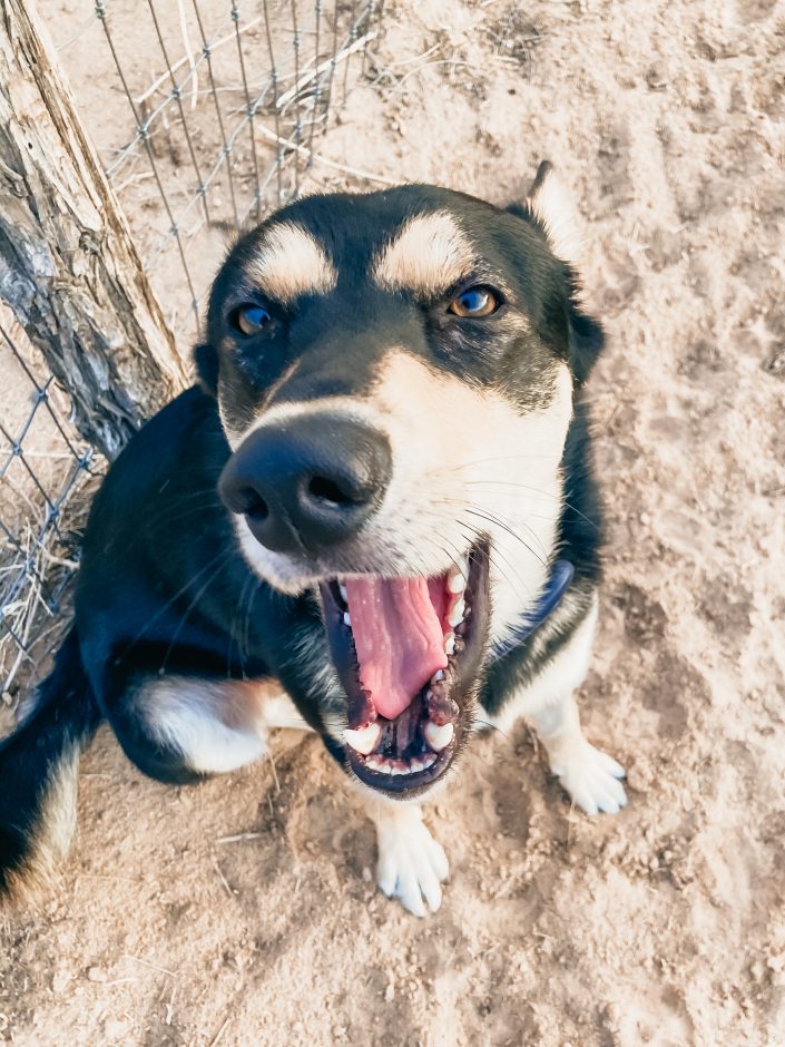 Ezra Yawning