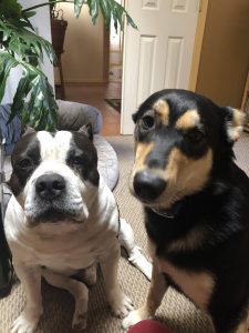 American Bully and Carolina Dog