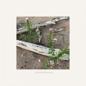 desert drift wood