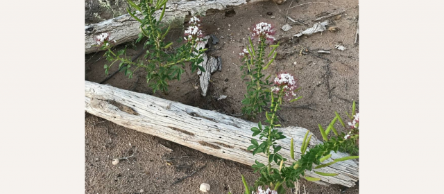 desert drift wood