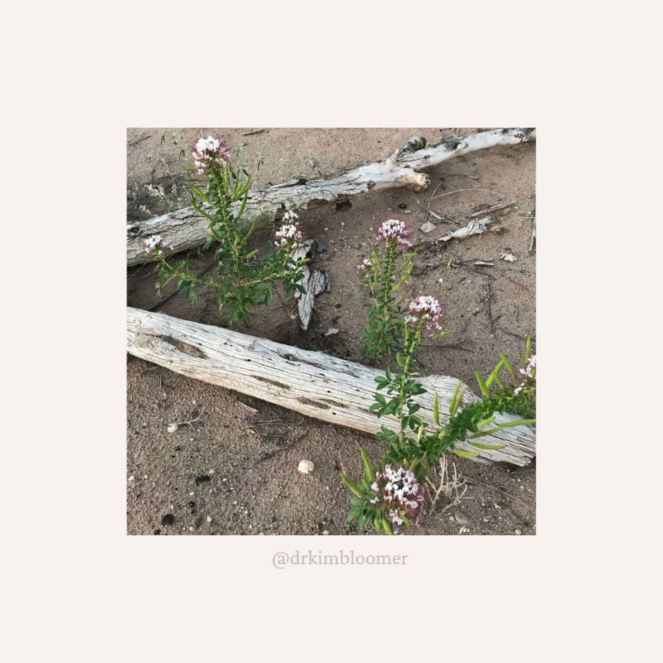 desert drift wood
