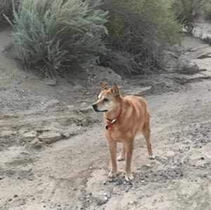Carolina Dog waiting for Dad