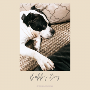American bully boy