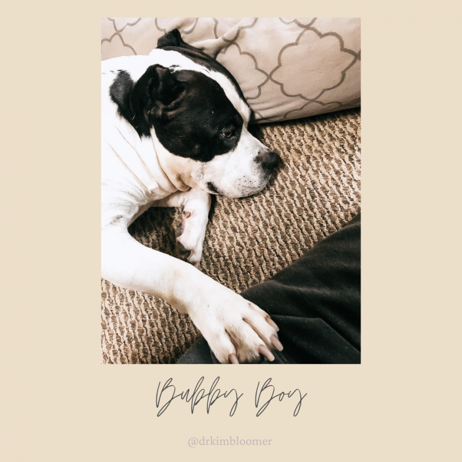 American bully boy