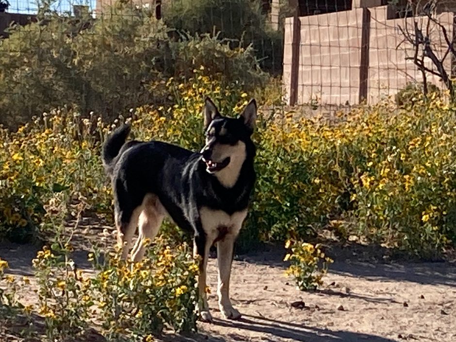 Ezra the Carolina Dog in desert setting