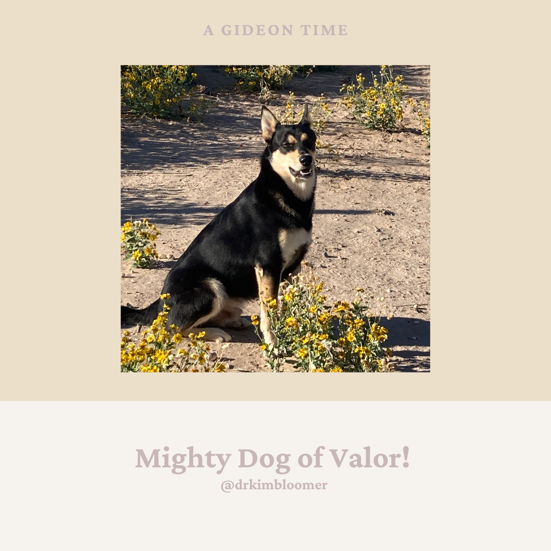 Mighty Dog of Valor!