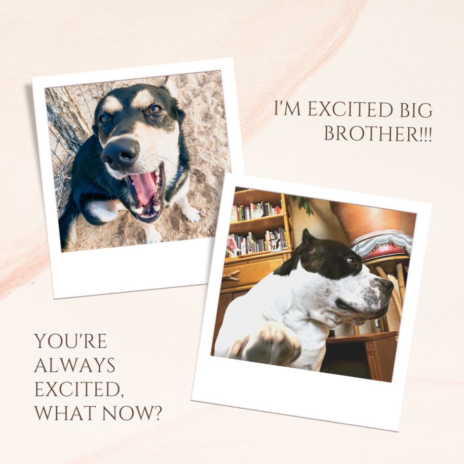 BioCell Pet Sale King Ezra